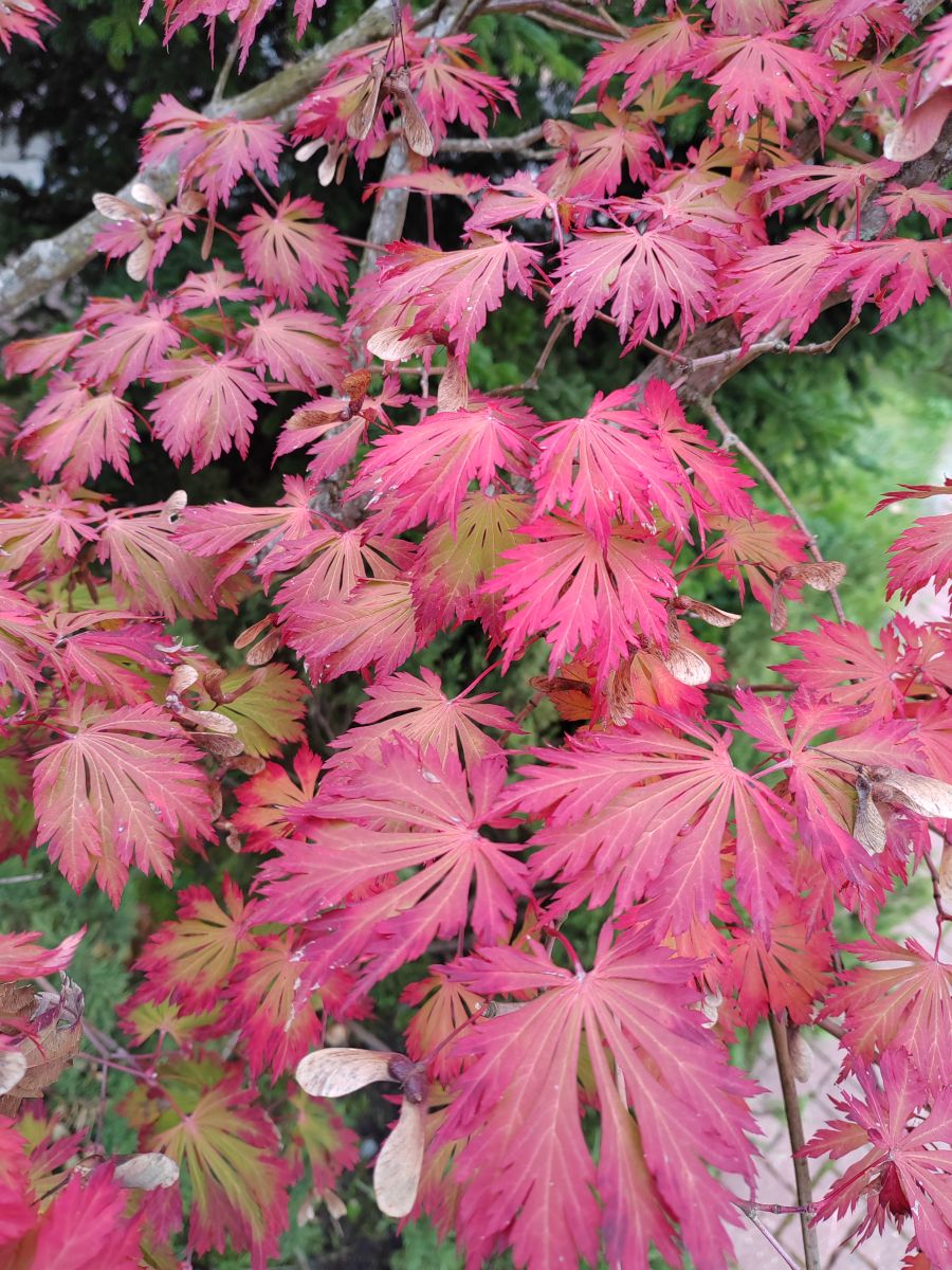 Photographe Albert_Smelovtsev, Photos météo à Roza Khutor - Weawow