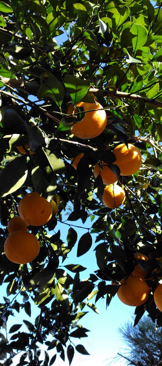 Photographer umemui, Weather Photos in Honshu - Weawow