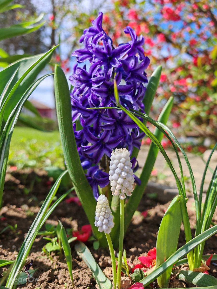 Elenaの天気写真. Boris Daskalovの美しい写真による天気予報