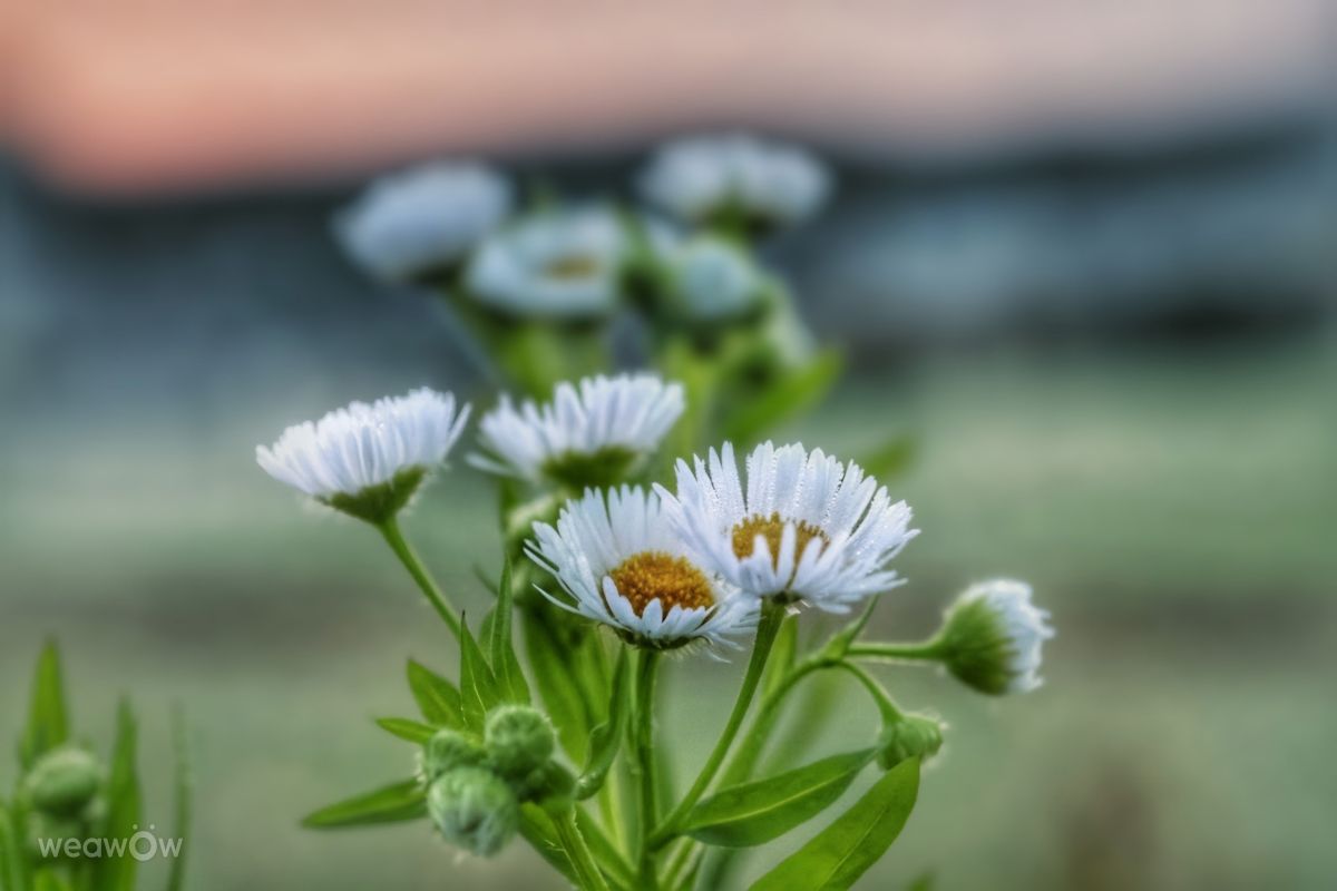 Mausbärの美しい写真による天気予報
