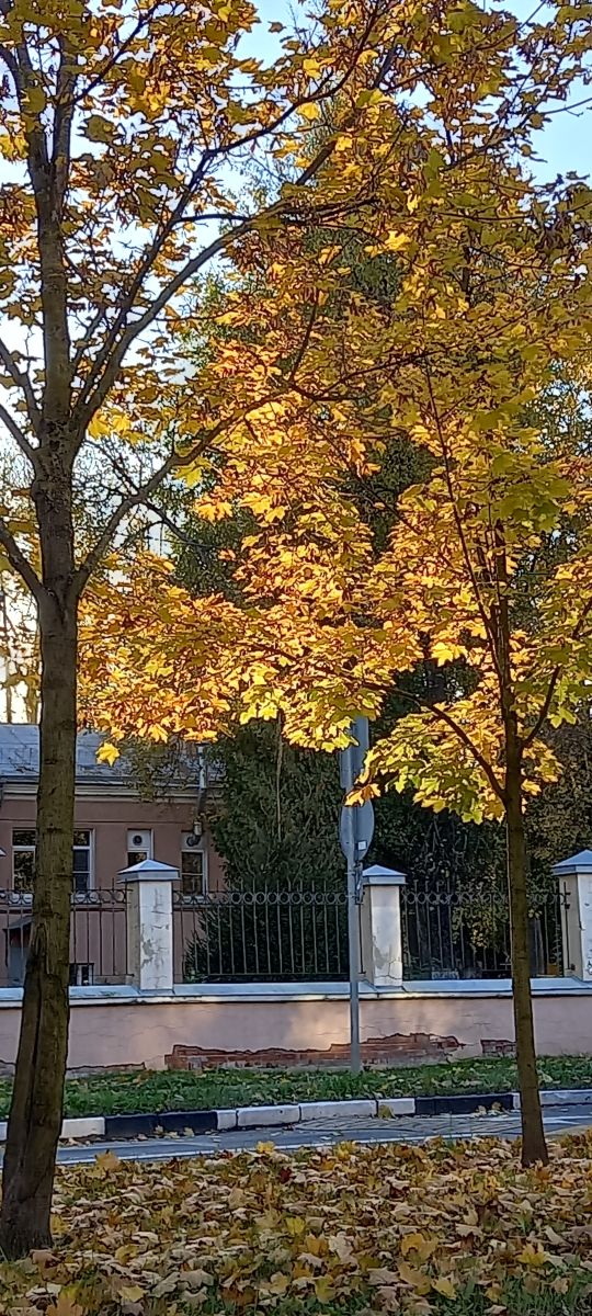 Fotógrafo Prohojiy, Fotos sobre el clima en Pushkin - Weawow