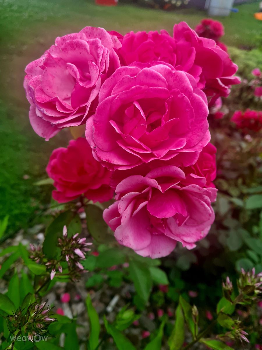 Weather Photos in Russia. Weather forecasts with beautiful photos by HelenR