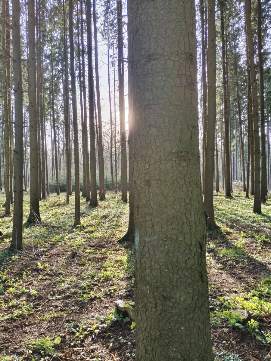 摄影师 Aleksei，Yasnaya Polyana的天气照片 - Weawow