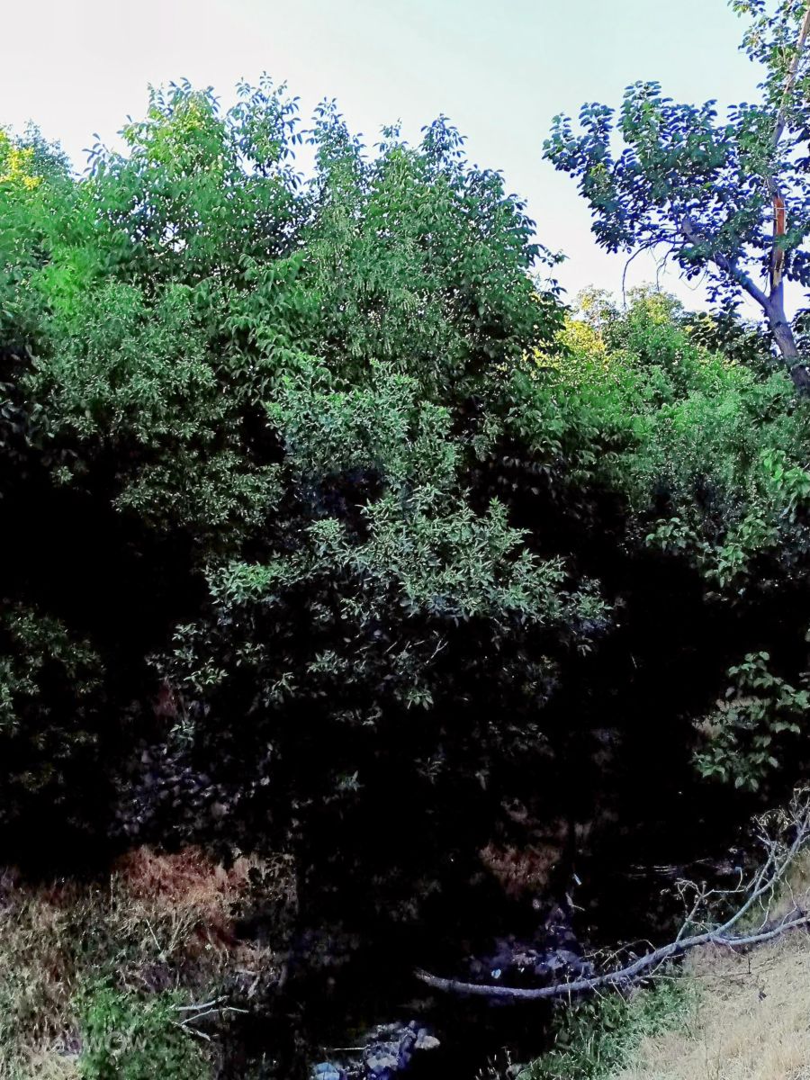 Fotografos fromIran, Fotos do tempo em Senjegan - Weawow