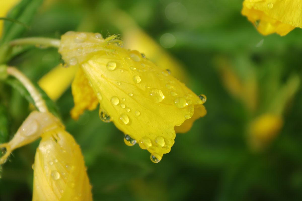 Photos météo à Roumanie. Prévisions météo avec de superbes photos de roli