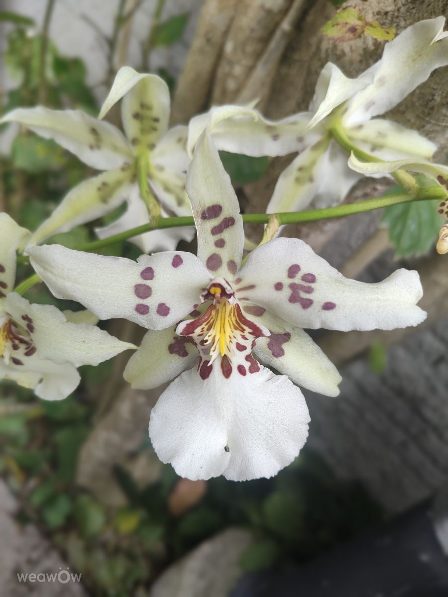 Wetter Photos Florianópolis. Wettervorhersagen mit schönen Fotos von VIAꓨEM_E_HISTÓЯIA
