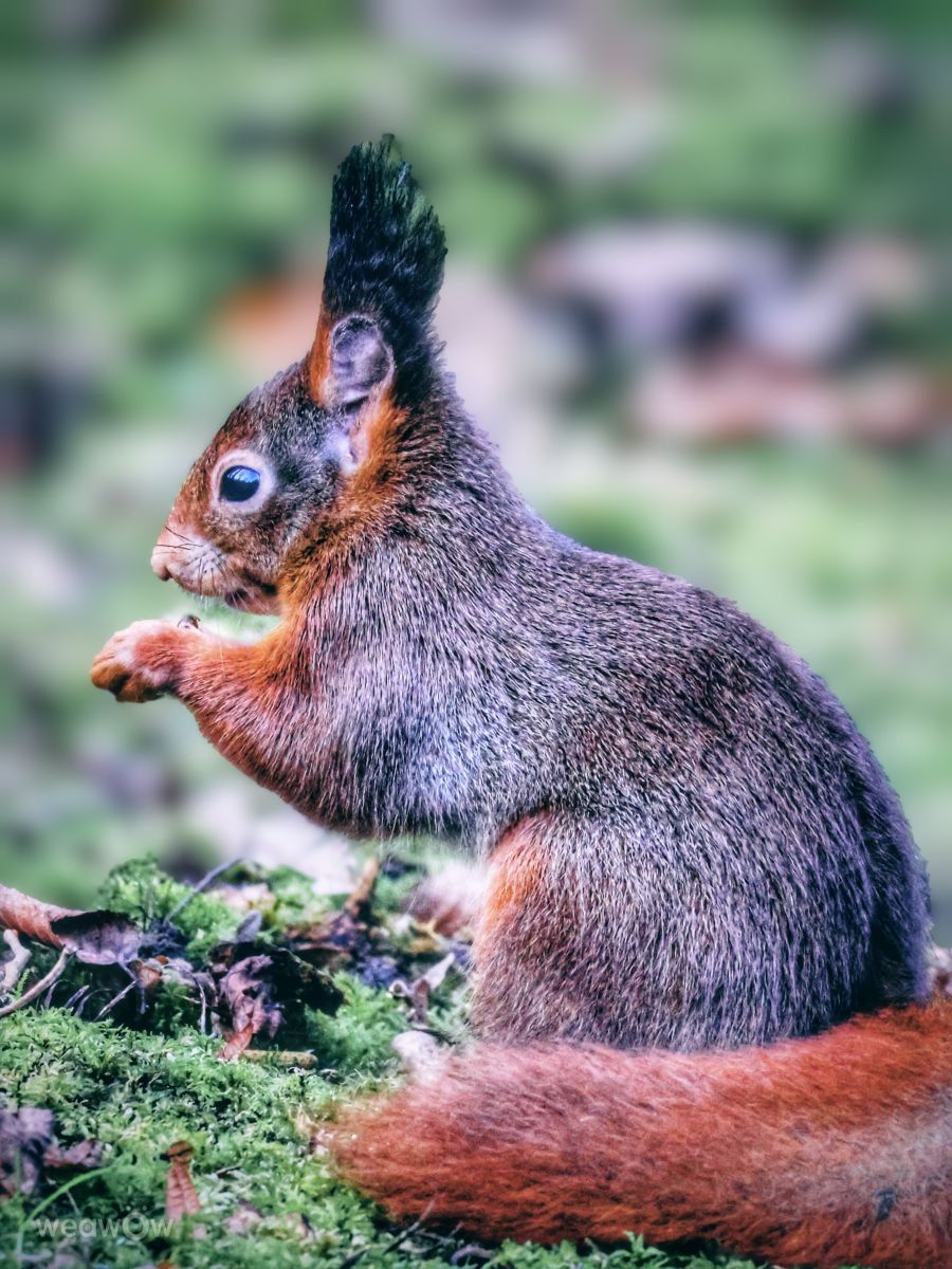 Photographer Lotti5507, Weather Photos in Wellinghofen - Weawow