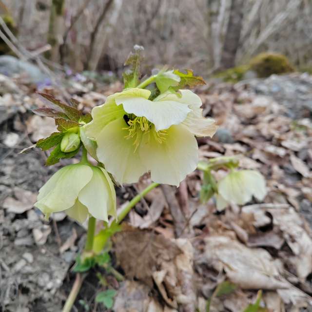 Flower. Weather forecasts with beautiful photos by Albert_Smelovtsev Photos in Roza Khutor