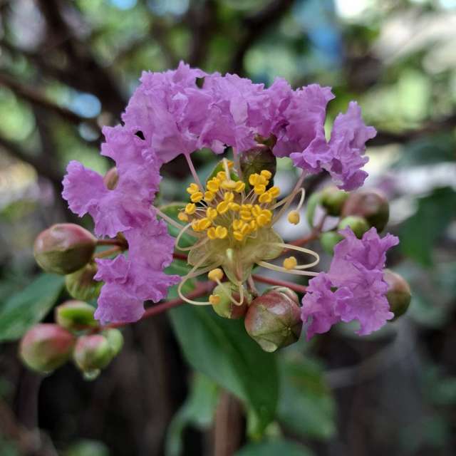 Photos Violet. Prévisions météo avec de superbes photos de Wen-ya Huang de Kaohsiung