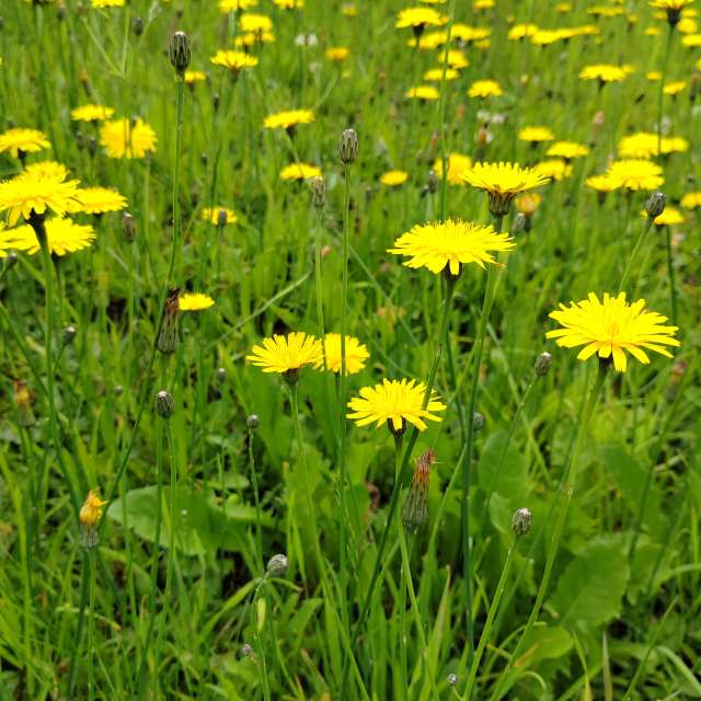 Flower. Weather forecasts with beautiful photos by Albert_Smelovtsev Photos in Roza Khutor