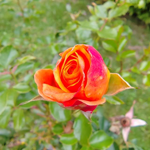 Colorful. Weather forecasts with beautiful photos by Albert_Smelovtsev Photos in Roza Khutor