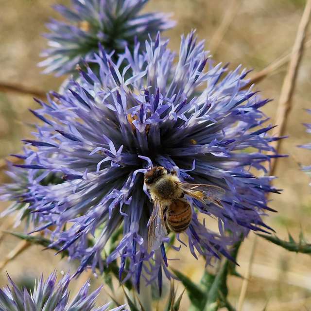 天气预报，带loris-b精美的照片