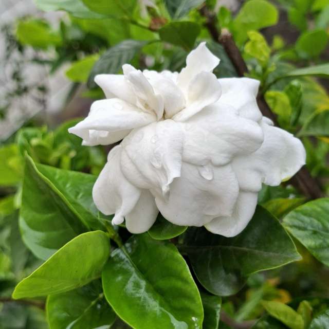 Fotos Rosa. Previsões do tempo com lindas fotos de Wen-ya Huang em Kaohsiung City