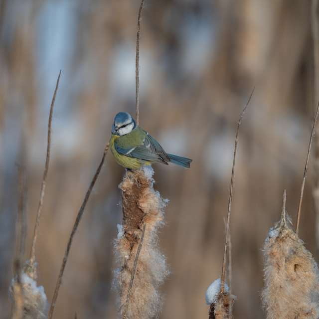 Previsões do tempo com lindas fotos de ooee