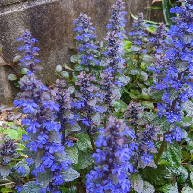 Fotos del Azul. Pronósticos del tiempo con hermosas fotos de あさのジジ en Okayama