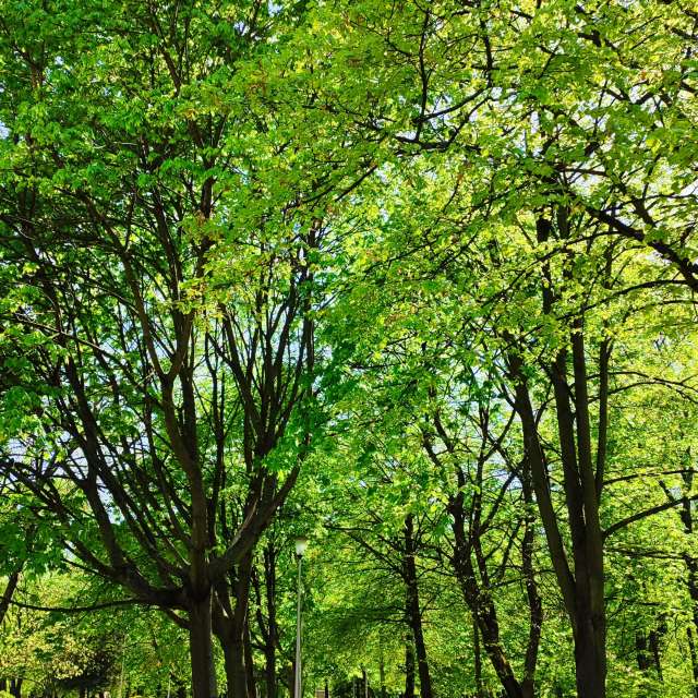 Tree. Weather forecasts with beautiful photos by Romek58 Photos in Wieluń