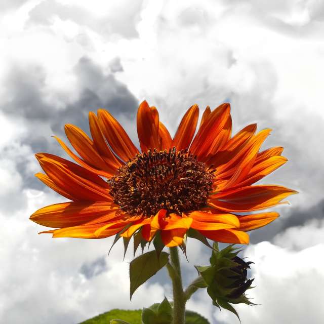 Sunnyyの美しい写真による天気予報