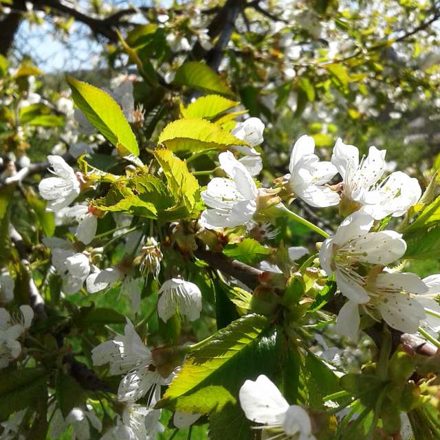 Wooden. Weather forecasts with beautiful photos by urashm Photos in Khmelnytskyi