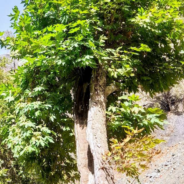 Wettervorhersagen mit schönen Fotos von fromIran