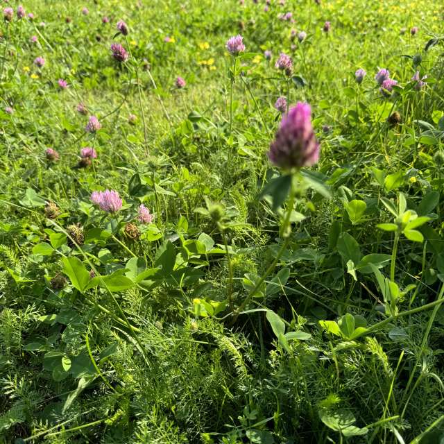 Grass. Weather forecasts with beautiful photos by Svet-Lana Photos in Rīga