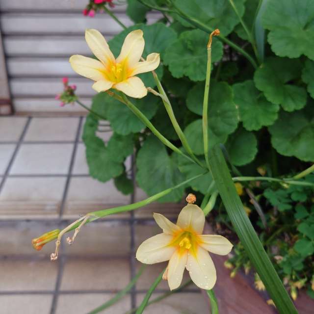 Fotos Gato. Previsões do tempo com lindas fotos de あさのジジ em Okayama