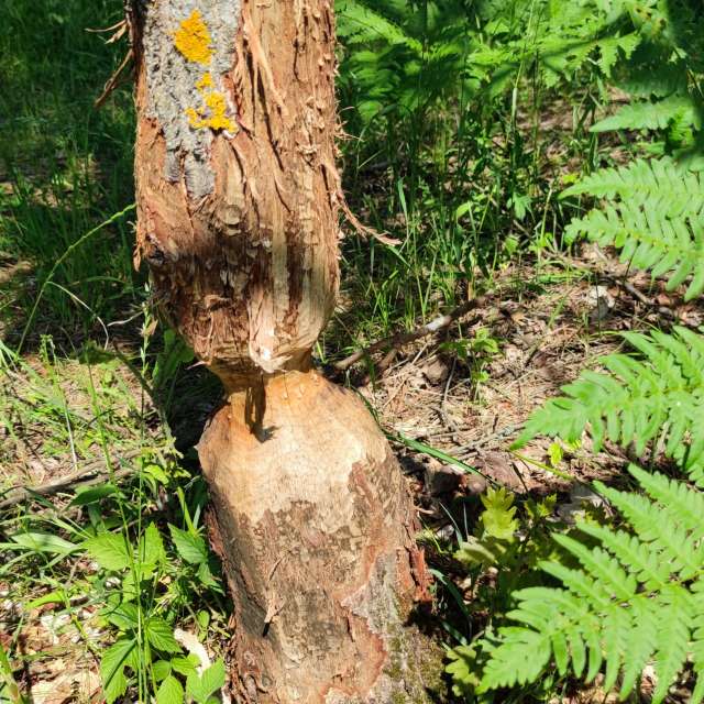 Pronósticos del tiempo con hermosas fotos de Maryous