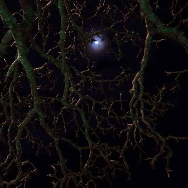 Weather forecasts with beautiful photos by bats