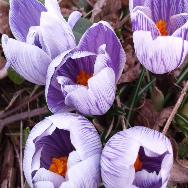 Crocus. Weather forecasts with beautiful photos by urashm Photos in Khmelnytskyi