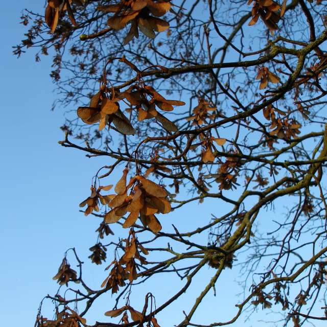 天气预报，带ivan-ko精美的照片