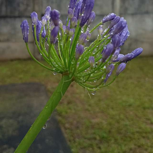 天气预报，带Flavia51精美的照片