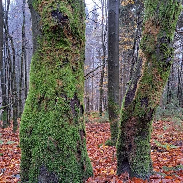 天气预报，带NikolausMinas精美的照片