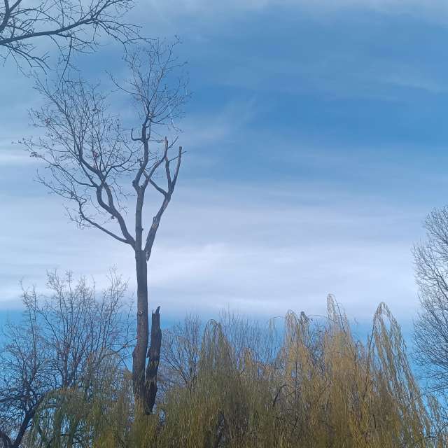 Fotos del Nieve. Pronósticos del tiempo con hermosas fotos de YanBog en București