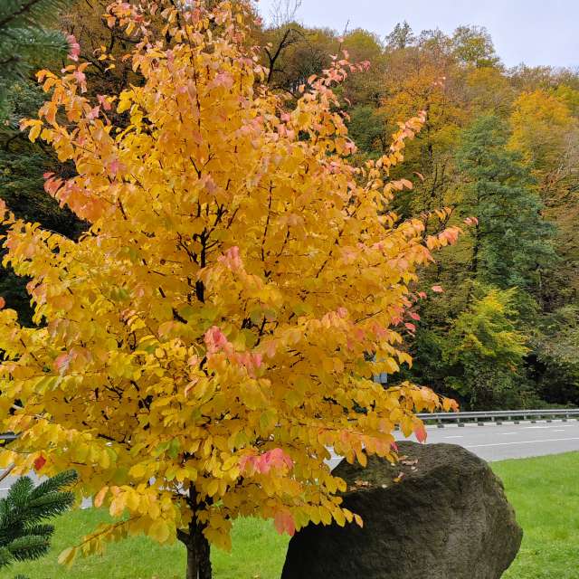 Wettervorhersagen mit schönen Fotos von Albert_Smelovtsev