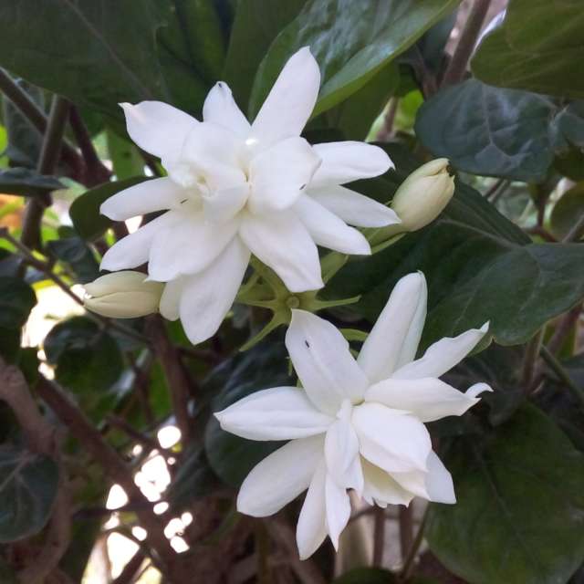 天气预报，带Yunior精美的照片