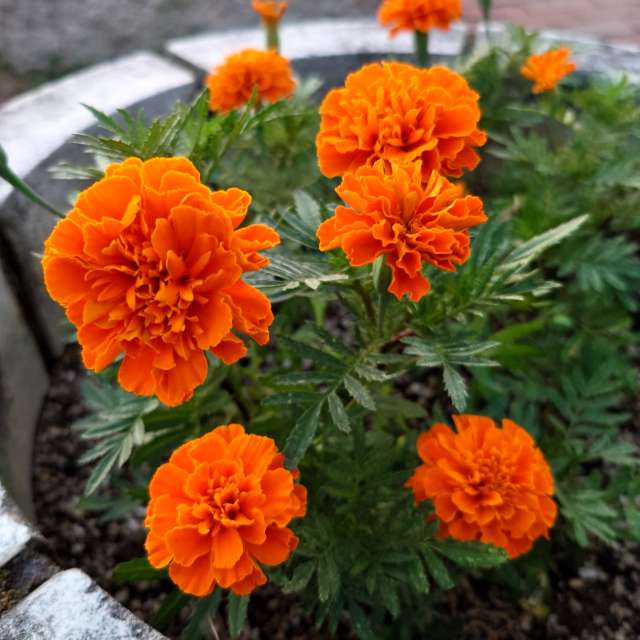 Orange. Weather forecasts with beautiful photos by あさのジジ Photos in Okayama