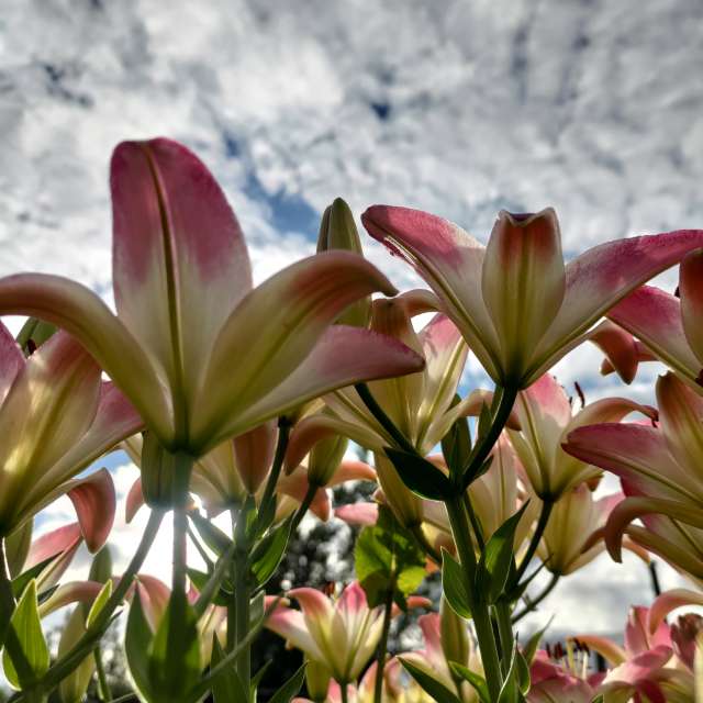 天气预报，带Lara357精美的照片