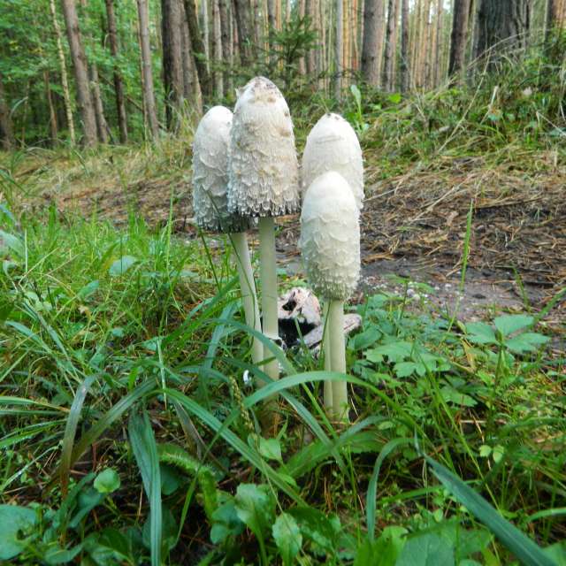 天气预报，带ivan-ko精美的照片