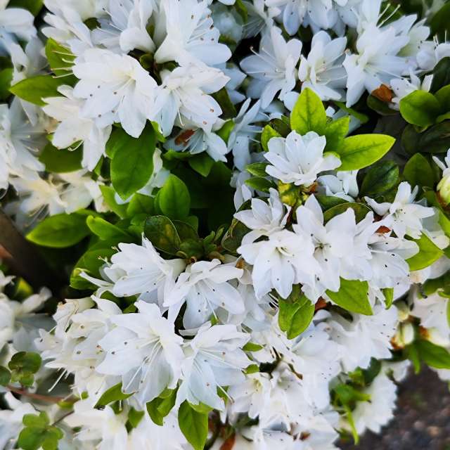 Fotos Pizza. Previsões do tempo com lindas fotos de あさのジジ em Okayama