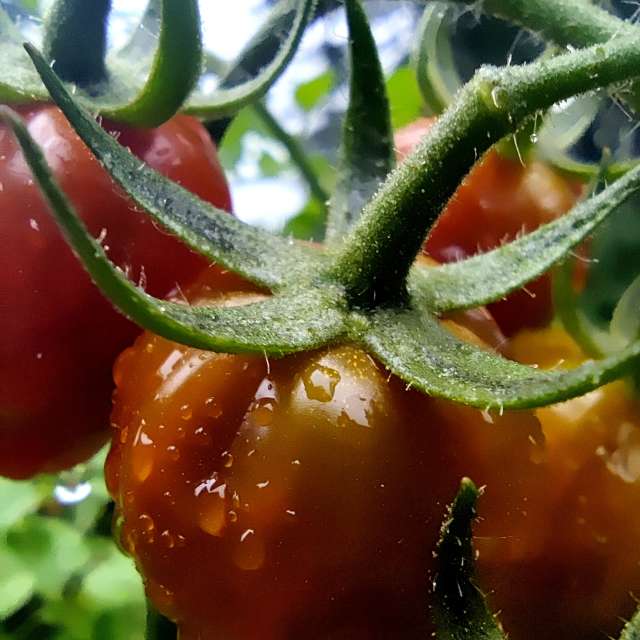 Fotos Molhado. Previsões do tempo com lindas fotos de Zorrra em Kladow