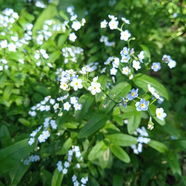 Tree. Weather forecasts with beautiful photos by Amanda_and_Valdemar_Che Photos in Izmaylovo District