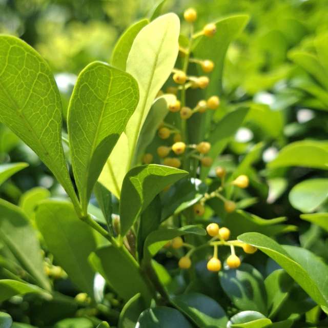 Oranges. Weather forecasts with beautiful photos by Wen-ya Huang Photos in Kaohsiung City