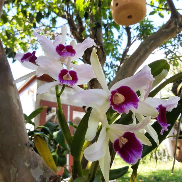 Gras. Wettervorhersagen mit schönen Fotos von VIAꓨEM_E_HISTÓЯIA Fotos Florianópolis