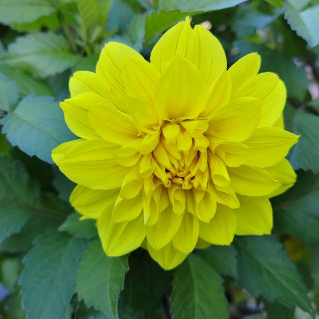 Fotos del Rosa. Pronósticos del tiempo con hermosas fotos de Albert_Smelovtsev en Roza Khutor