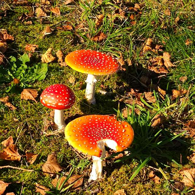 Fotos Fungos. Previsões do tempo com lindas fotos de Seni em Velbert