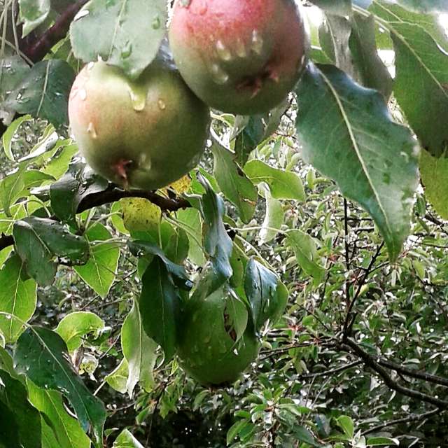 GREENE. Weather forecasts with beautiful photos by urashm Photos in Khmelnytskyi