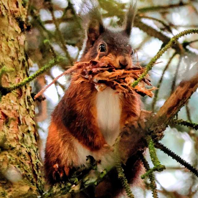 Squirrel. Weather forecasts with beautiful photos by Lotti5507 Photos in Wellinghofen