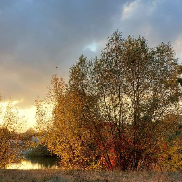 Go golden. Weather forecasts with beautiful photos by Iryna Photos in Kharkiv