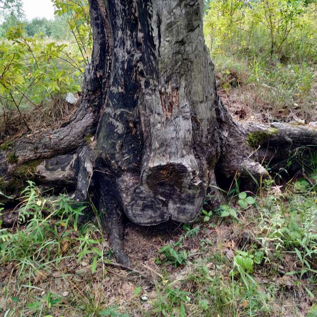 Weather forecasts with beautiful photos by Andrey60