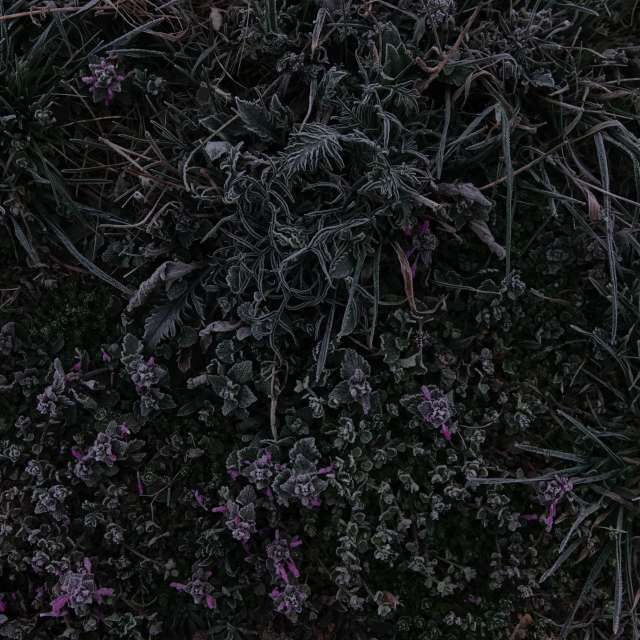 Fotos Flor. Previsões do tempo com lindas fotos de Vasek325 em Praha 12