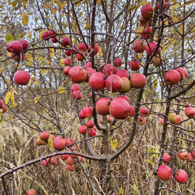 duck102の美しい写真による天気予報